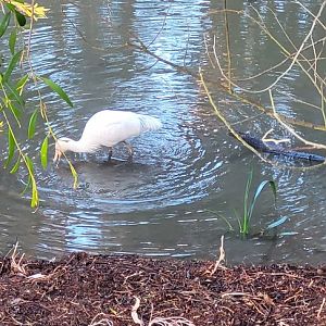 yellow spoonbill