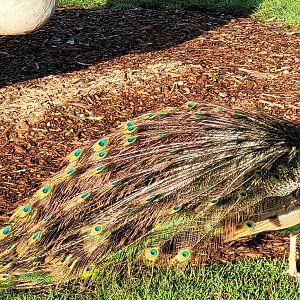 Peacock drying out after rain