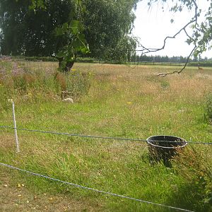 Dyrenes Verden - Alpaca exhibit