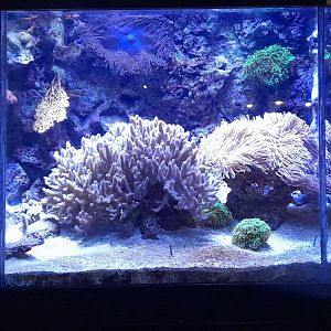 Coral reef tank