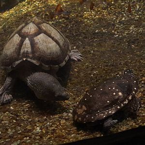 Razor-backen musk turtle (left) and Spotted turtle (Right)
