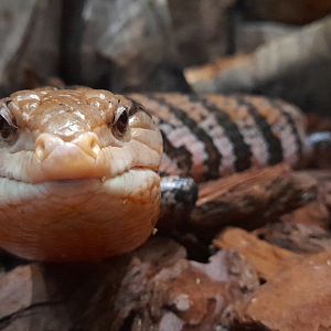 Common blue-tounged skink (Tiliqua scincoides)