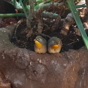 Red- billed leiothrix (Leiothrix lutea)