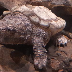 Alligator snapping turtle (Macrochelys temminckii)