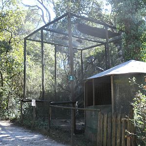 Ring-tailed Lemurs cage