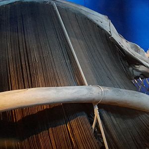 Bowhead whale skeleton