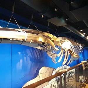 Blue whale skeleton