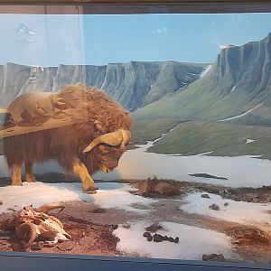Muskox and Polar wolf diorama