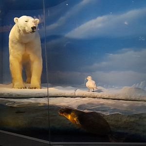 Polar bear diorama