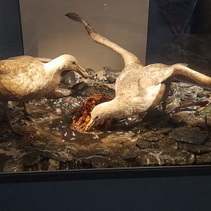 Giant petrel diorama