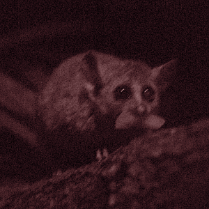 Mouse Lemur - Cotswold Wildlife Park 2021