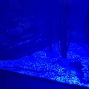 Third room - Pipefish