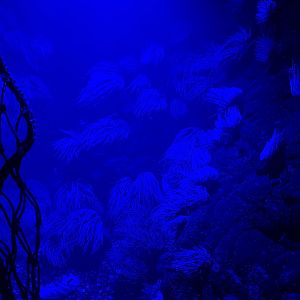 Third room - Anemone tank