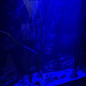 Third room - Pipefish tank