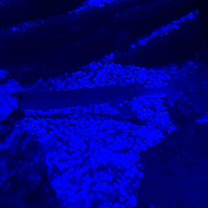 Third room - Pipefish