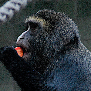 Owl-faced Monkey - Berlin Zoo 2022