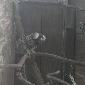 White-tufted Marmoset