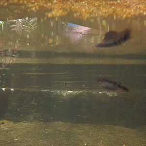 Fish id