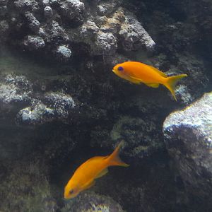 Fish id
