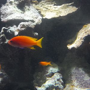 Fish id