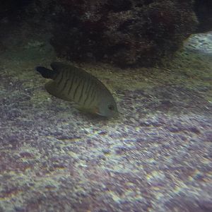 Fish id