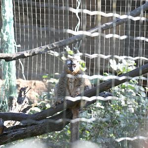 Brown Lemur (signed as Eulemur rufa)