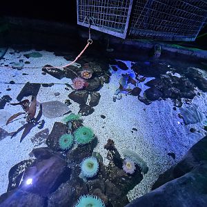 Fourth room - Tank from above