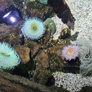 Fourth room - Large anemones