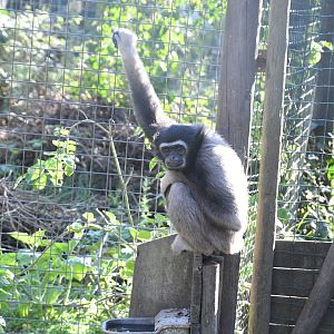 Lar (?) Gibbon