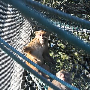 Rhesus Macaques