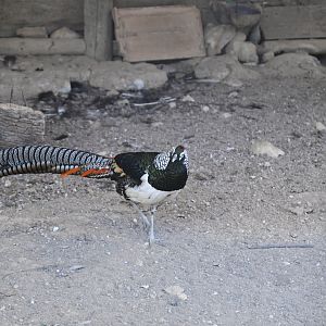 Lady Amherst's Pheasant