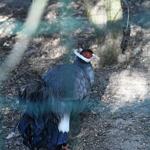 Blue Eared Pheasant