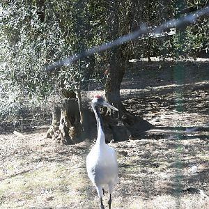 Red-crowned Crane