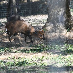 Reeves' Muntjac