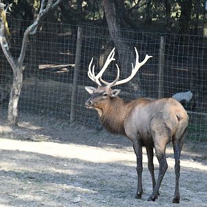 Wapiti
