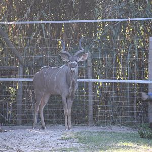 Greater Kudus
