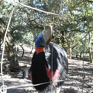 Single-wattled Cassowary