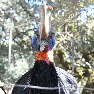 Single-wattled Cassowary
