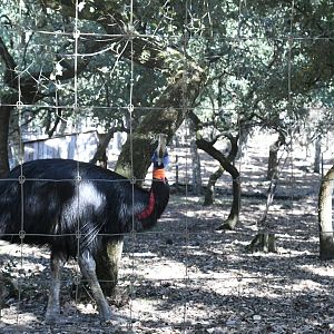 Single-wattled Cassowary