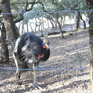 Single-wattled Cassowary
