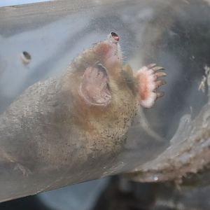Eastern Mole - Lakeside Nature Center