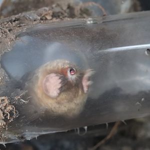 Eastern Mole - Lakeside Nature Center