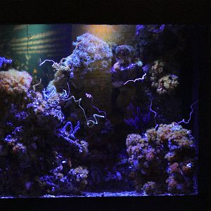 Non-Photosynthetic Reef Tank