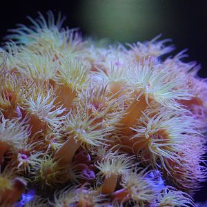 Orange Sun Coral (Tubastrea)