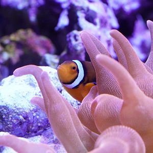 Clownfish in Rainbow Bubble Tip Anemone