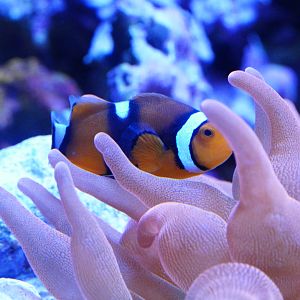 Clownfish in Rainbow Bubble Tip Anemone