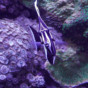 Moorish Idol (Zanclus cornutus)
