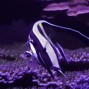 Moorish idol (Zanclus cornutus)