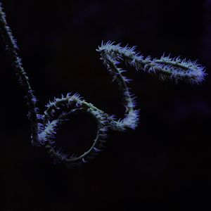 Green Wire Coral (Cirrhipathes spiralis)