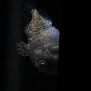 Pacific Spiny Lumpsucker (Eumicrotremus orbis)